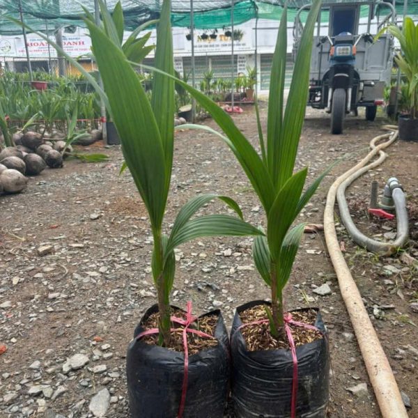 Cây dừa sáp