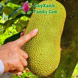 cay-mit-to-nu-sau-rieng (1)