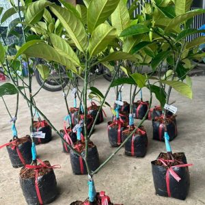 cay-mit-to-nu-sau-rieng (2)
