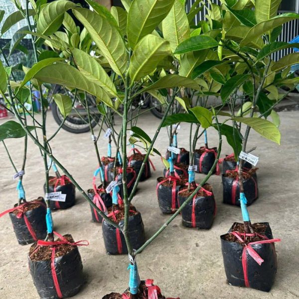Cây mít tố nữ sầu riêng
