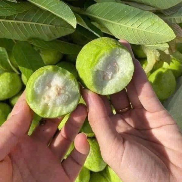Cây ổi găng