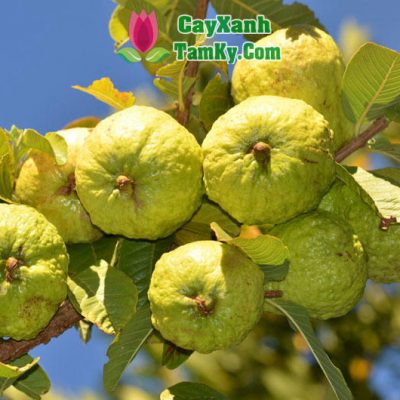 cay-oi-le-dai-loan (1)