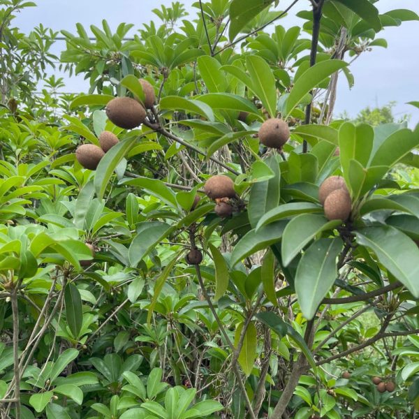 Cây sapoche (cây hồng xiêm)