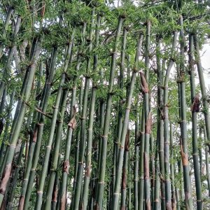 cay-tre-tam-vong (1)