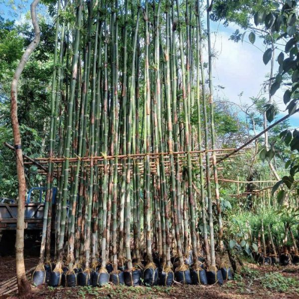 Cây tre tầm vông