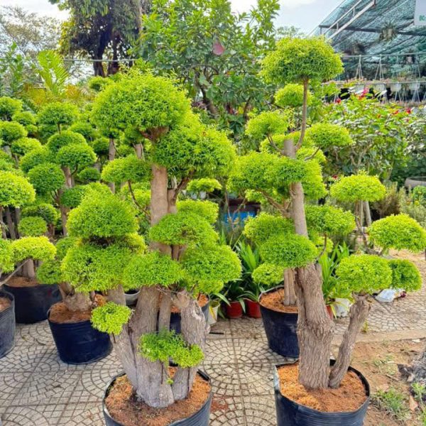 Cây mai chiếu thuỷ bonsai - Đặc điểm, ý nghĩa, công dụng, cách trồng và chăm sóc cây mai chiếu thuỷ bonsai