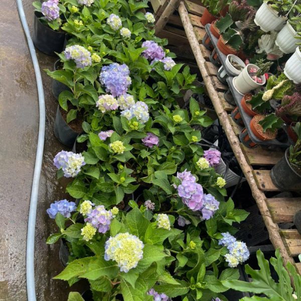 Cây hoa cẩm tú cầu nhiệt đới