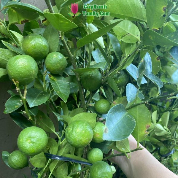 Cây chanh giấy