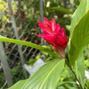 cay-hoa-hanh-phuc (1)