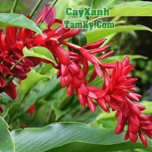 cay-hoa-hanh-phuc (5)
