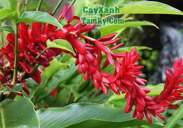 Cây hoa hạnh phúc