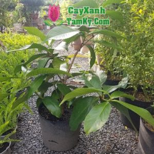 cay-man-dieu (1)