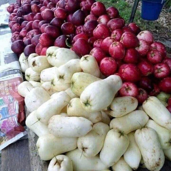 Cây mận điều