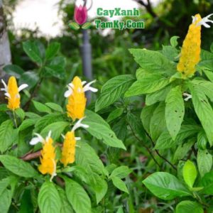 cay-rong-nha-ngoc (1)