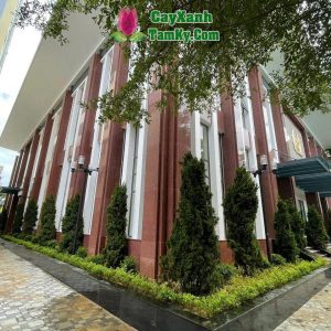 cay-tung-thap (3)