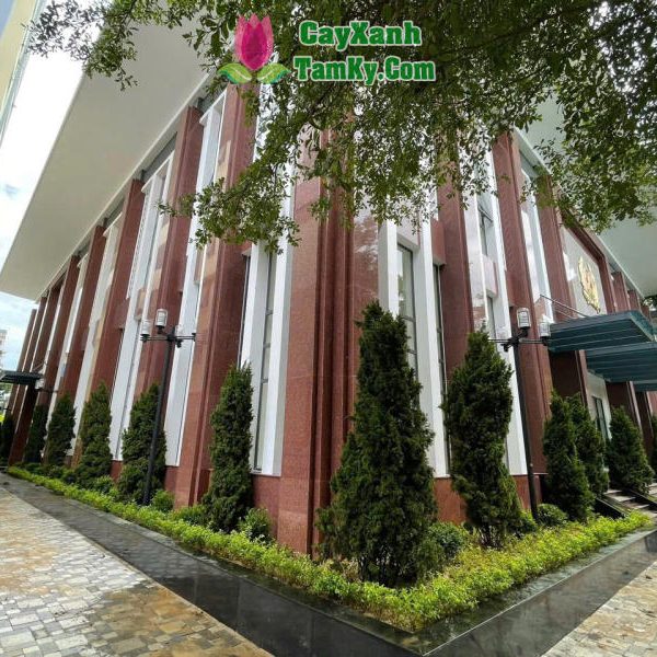 Cây tùng tháp