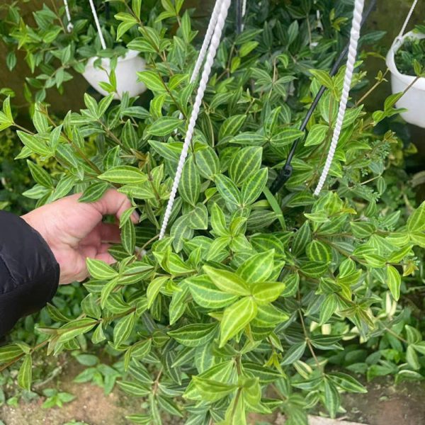 Cây bình an (cây lá sọc)