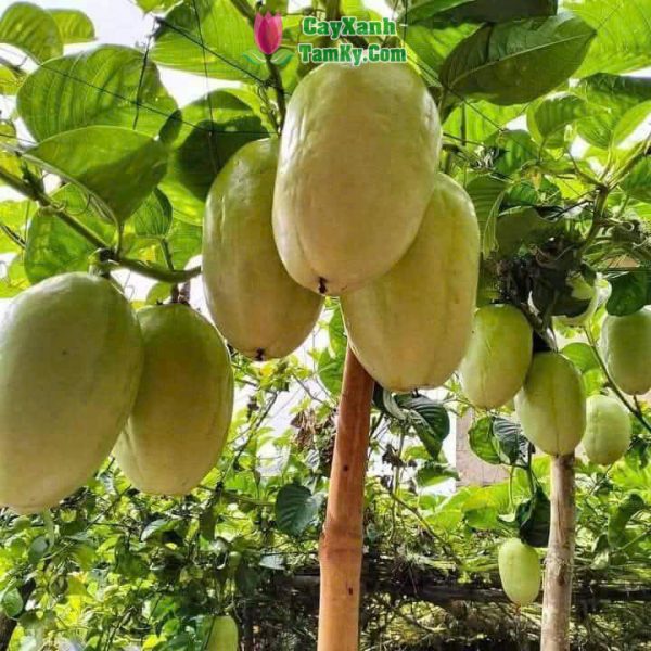 Cây dưa tây (dưa gang tây)