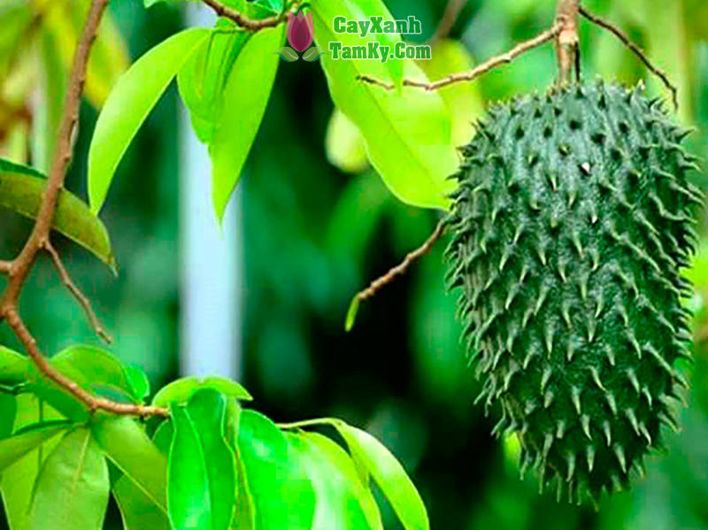Cây mãng cầu xiêm thái