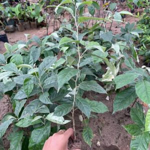 cay-nhot-ngot (1)