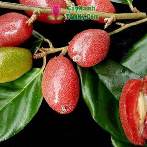 cay-nhot-ngot (6)