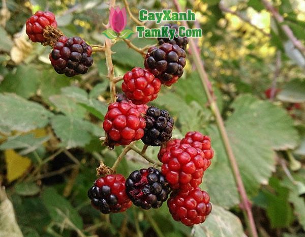 Cây phúc bồn tử (cây mâm xôi)