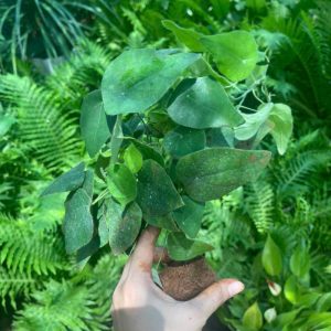 cay-suong-sam (3)