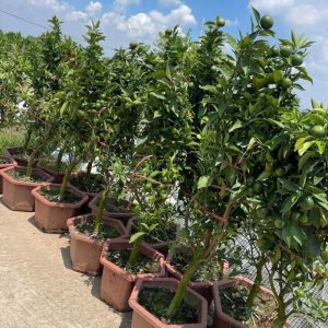 cay-cam-canh-duong (1)