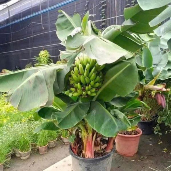 Cây chuối lùn mini