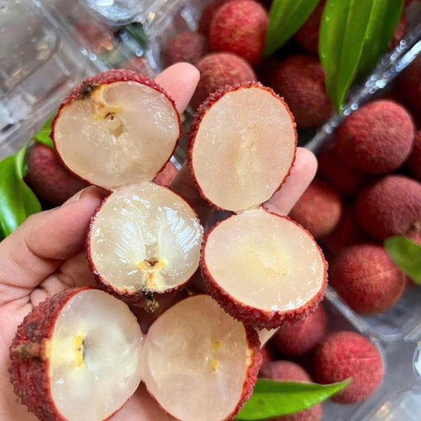 Cây vải không hạt