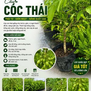 coct