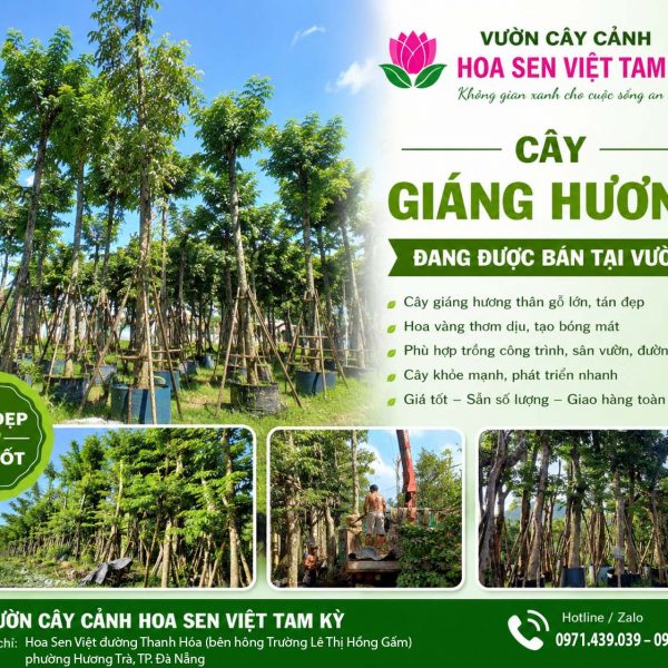 Cây giáng hương - Đặc điểm, giá bán, ý nghĩa, công dụng, cách trồng và chăm sóc cây giáng hương