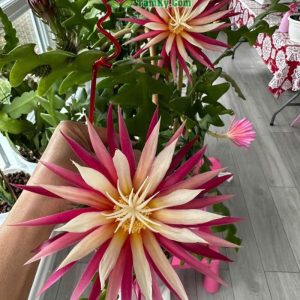 cay-hoa-quynh-xuong-ca (9)