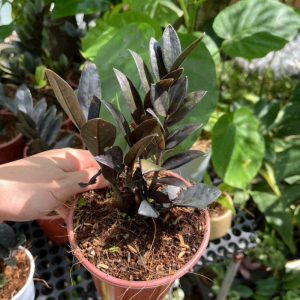 cay-kim-tien-den (2)