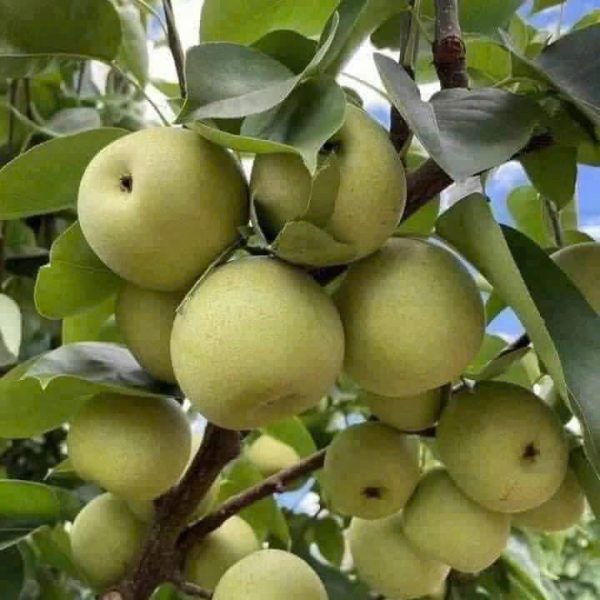 Cây lê xanh