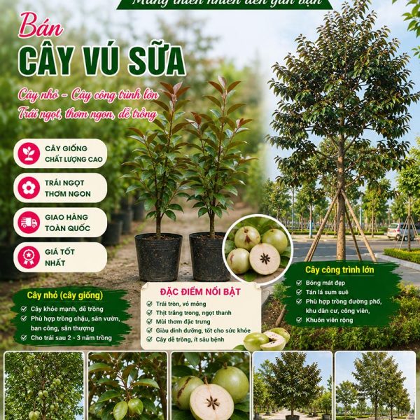 Cây vú sữa - Đặc điểm, giá bán, ý nghĩa, công dụng, cách trồng và chăm sóc cây vú sữa