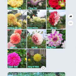 cay-thuoc-duoc-giong (1)