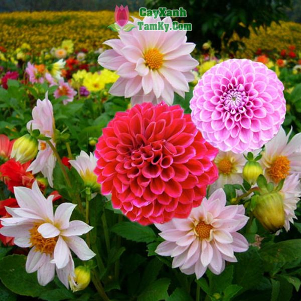 Cây thược dược giống