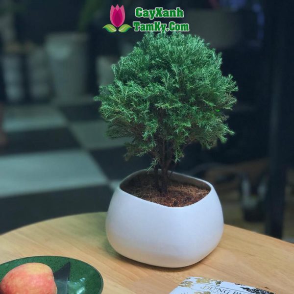 Cây tuyết tùng (cây thông tuyết)