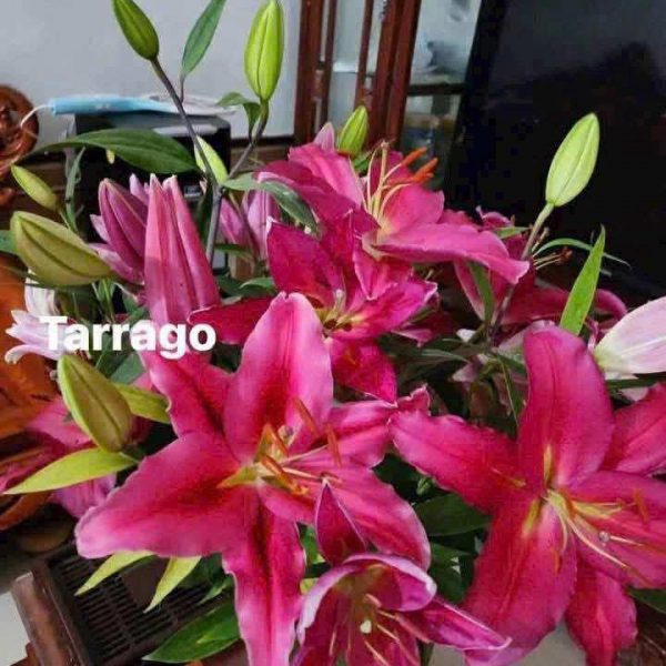 Củ ly trồng đón Tết 2026