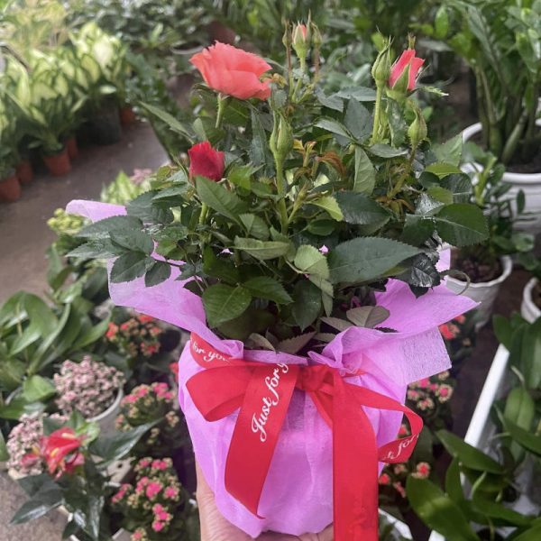 Cây cảnh quà tặng mừng Ngày Nhà Giáo Việt Nam 20/11/2025