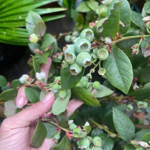 cay-viet-quat-tu-quy (1)