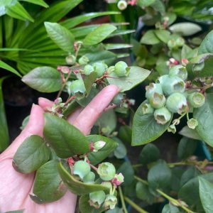 cay-viet-quat-tu-quy (5)