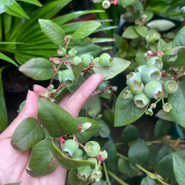 Cây việt quất tứ quý