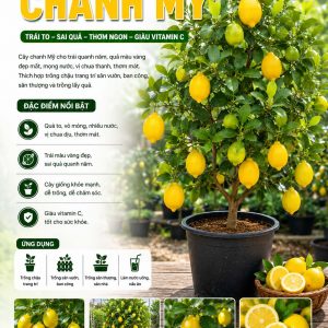 chanh-my