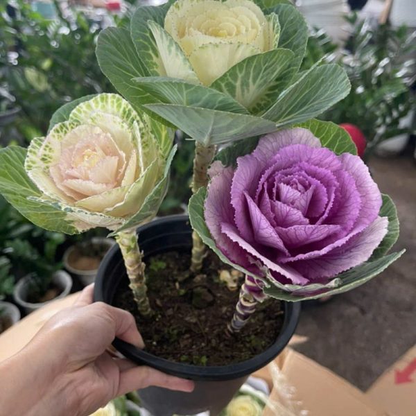 Cây bắp cải hoa