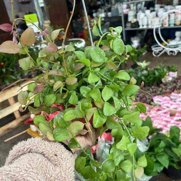 Cây hạt dưa đô la treo