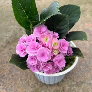 cay-hoa-cam-tu-cau-kep (1)