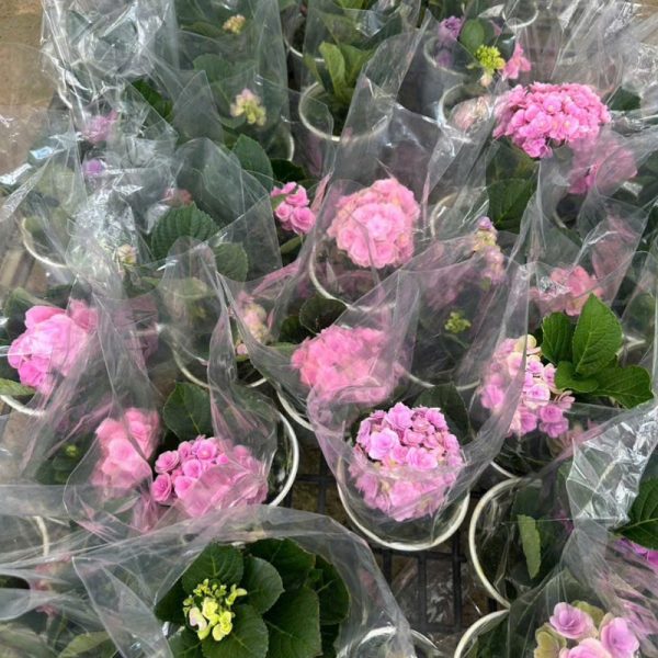 Cây hoa cẩm tú cầu cánh kép