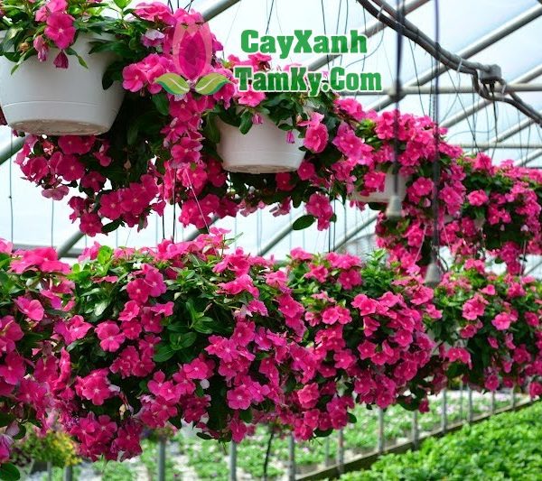 Cây hoa dạ yến thảo